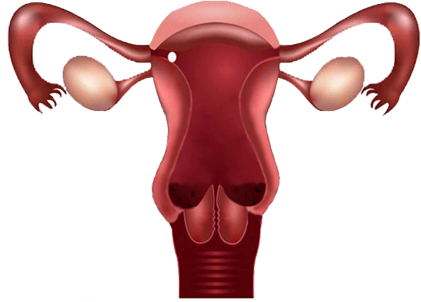 Exames para detectar câncer de ovário precocemente podem reduzir mortalidade